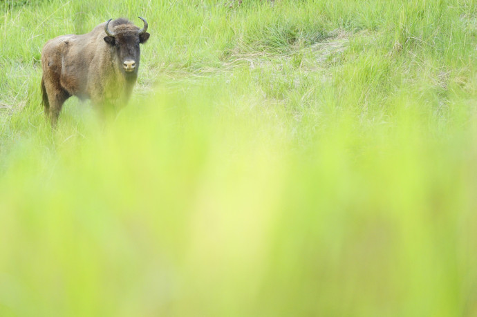 European bison in the Tarcu Mountains nature reserve, Southern Carpathians, Romania. May 2014.