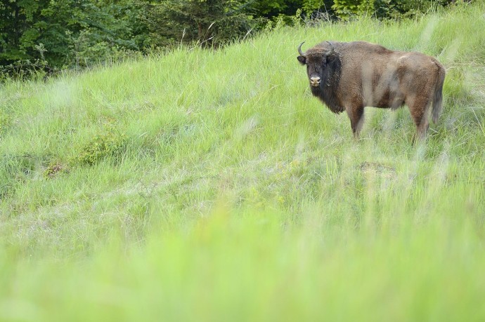 European bison in the Tarcu mountains. 