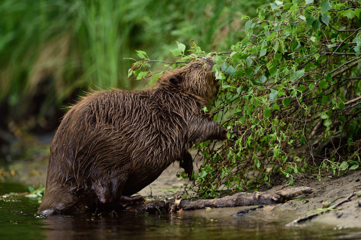 Beaver (Castor fiber) in the Peene valley, Peene river, Anklam, Germany