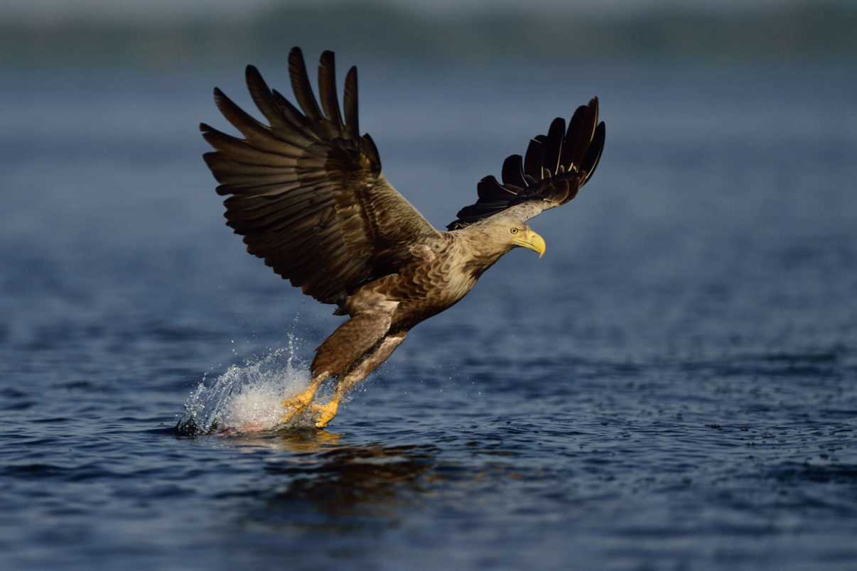 White-tailed eagle, Haliaeetus albicilla, from fishing boat, on sea eagle safari tours in the Stettin lagoon, Poland, Oder river delta/Odra river rewilding area, Stettiner Haff, on the border between Germany and Poland