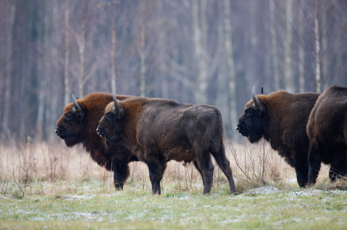 European bison in the Bieszczady Mountains. 