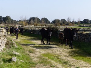The Sayaguesa herd in Velebit.