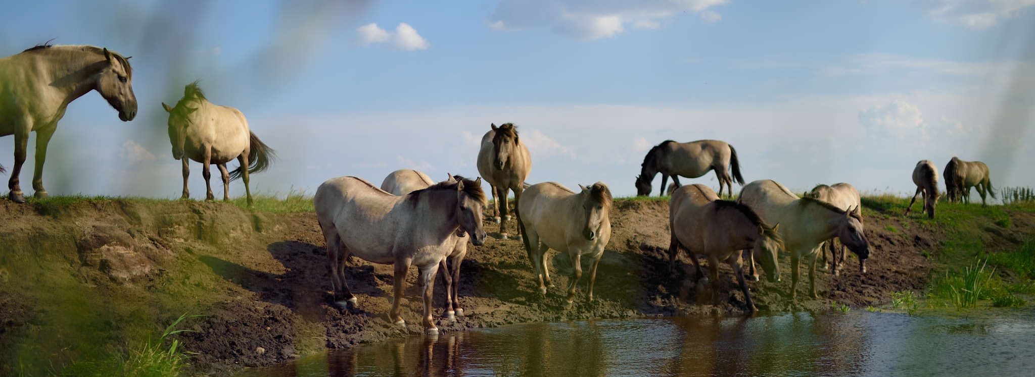 The sturdy Koniks, which lived over 20 years in the wild in Latvia, are well-suited to life in the Danube Delta. 