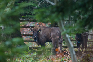 European bison released into the wild in the Eastern Carpathians rewilding area, 19 December 2014.