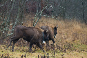 European bison released into the wild in the Eastern Carpathians rewilding area, 19 December 2014.