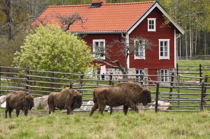 European bison in the Avesta Visentpark, Sweden. 