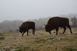 European bison in Studen Kladenets reserve, Eastern Rhodopes.