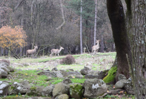 Red deer in Studen Kladenets reserve, Eastern Rhodopes, Bulgaria.