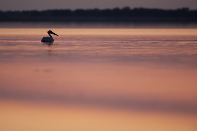 White Pelican (Pelecanus onolocratus) in the Danube Delta, Romania. 