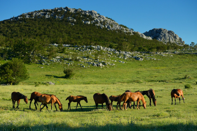Wild Bosnian mountain horses, Equus caballus, Paklenica National Park, Velebit Nature Park, Rewilding Europe rewilding area, Velebit mountains, Croatia