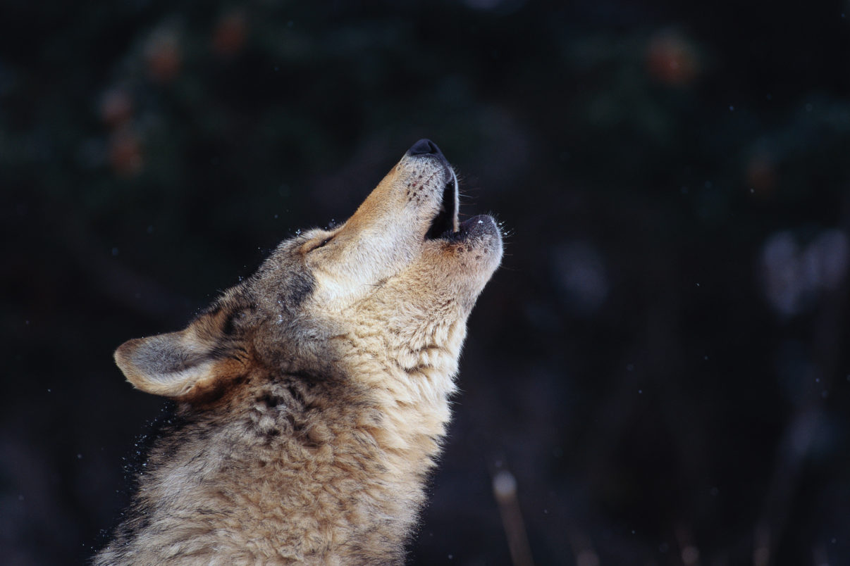 When it comes to establishing harmonious relations between humans and wildlife, effective communications are important. Wolves are an infinite source of stories, each of which we can use to promote in order te incense public acceptance.