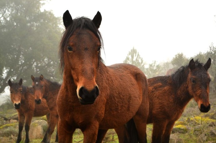 Garrano foals in Western Iberia.