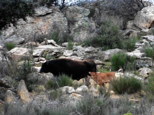 The Maronesa breed is well adapted to the rough landscape of Western Iberia: rocky, dry and with few vegetation in the summer.