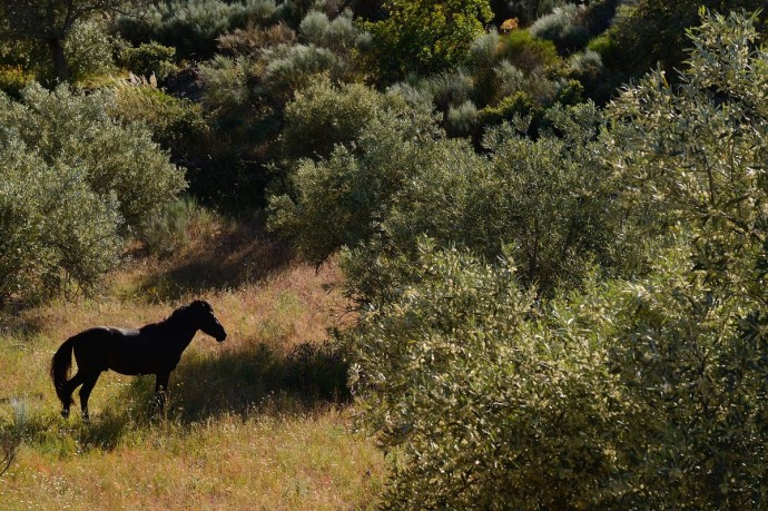 Wild horses, Garrano horses living wild in the Faia Brava reserve, Coa valley, Portugal, Western Iberia rewilding area