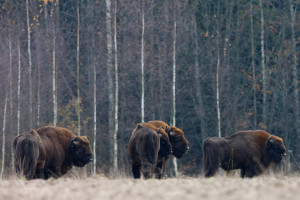 Group of Bison in Bieszczady Mountains, Eastern Carpathians, Poland.
