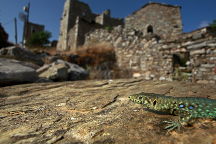 Peloponnes Wall Lizard (Podarcis peloponnesiacus), an endemic species on the Peloponnes, Greece.