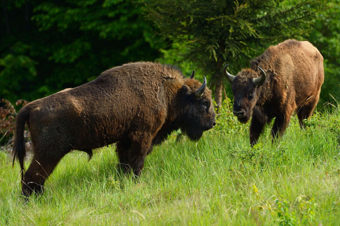Release of European bison in the Tarcu mountains nature reserve, Southern Carpathians, Romania, in May 2014