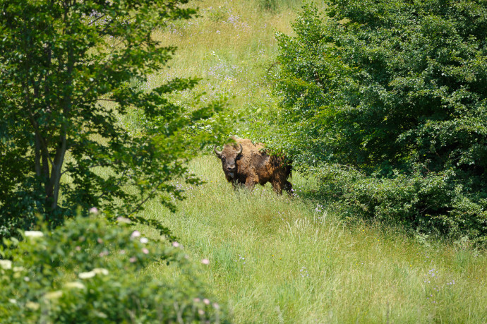 First free European Bison in Romania grazing in the Tarcu Mountains plane, Sounthern Carphatians rewilding area, Romania / Photo by Catalin Georgescu