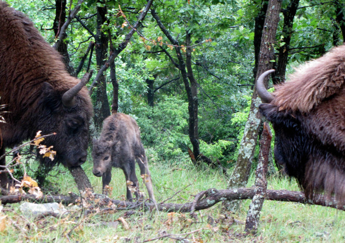 The newborn bison calf and its parents in Rhodope Mountains rewilding area. 