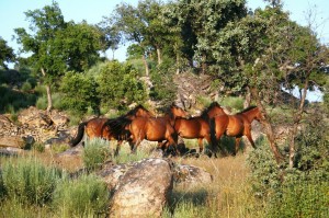 Garrano horses