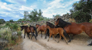 Release of semi-wild Garrano horses