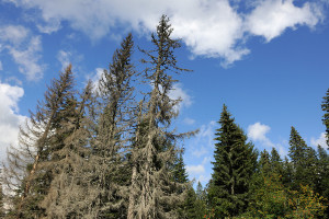 Bark beetles can open up forests, like in North Velebit National Park, Croatia.