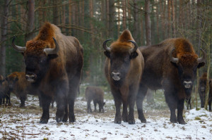 European bison in Western Pomerania, Poland, Oder Delta rewilding area. 