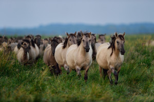 Wild konik horses in Stepnica, Oder delta rewilding area on the Polish side.