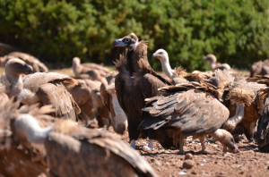 Black vultures and Griffon vultures from one of the photography hides in Boumort, Spain.