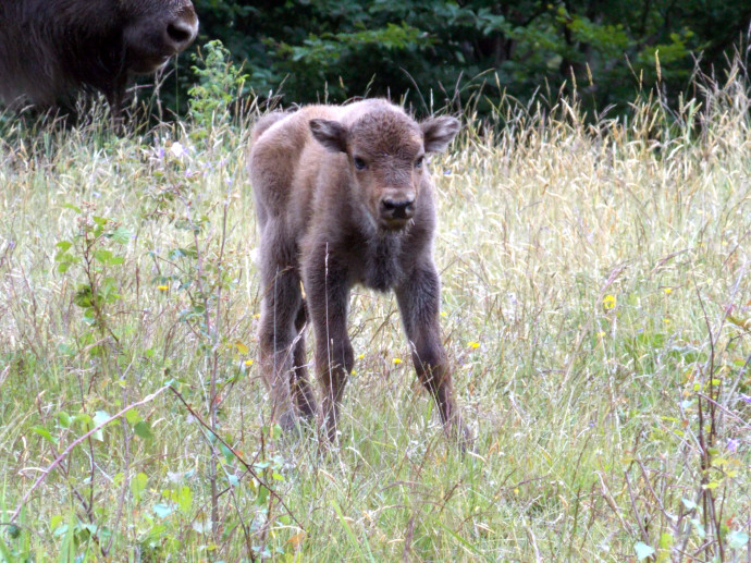 Bison calf born in the wilderness of Tarcu Mountains, Southern Carpathians rewilding area, on 20th June 2015.