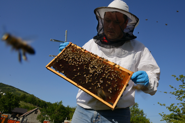 Prize-winning bee keeper Sanjin Žarković at his apiary in Melnice, located in the Velebit Mountain rewilding area in Croatia.