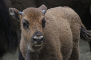 Bull calf born in June 2015 in the Southern Carpathians rewilding area, Romania.