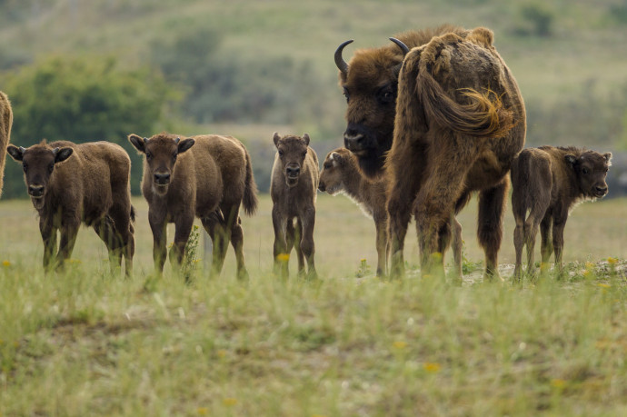 Five European bison calves born in Kraansvlak, the Netherlands.