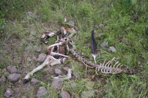 Remains of a fallow deer taken down by a wolf, and being scavenged by griffon vultures - proven by a primary feather that was dropped by the bird in Rhodope Mountains, Bulgaria. 
