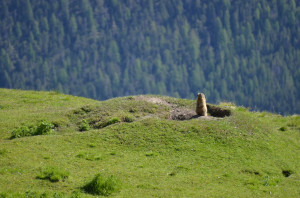 The Alpine marmot (Marmota marmota) is common in the Swiss Alps between 2500 and 10,000 feet in elevation. One can often see an Alpine marmot “standing” while they keep a look-out for potential predators (such as golden eagles) or other dangers.