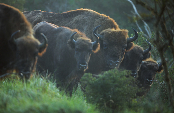 European bison (Bison Bonasus), in a fenced reserve in National Park Zuid-Kennemerland, Kraansvlak, The Netherlands.