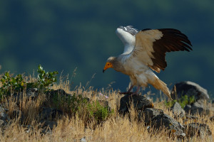 Egyptian vulture, Neophron percnopterus, Madzharovo, Rhodope Mountains rewilding landscape, Bulgaria.