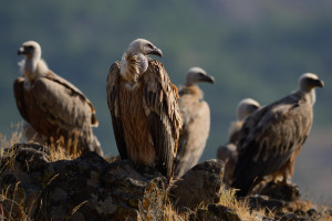 Griffon vulture (Gyps fulvus), Madzharovo, Rhodope Mountains, Bulgaria.