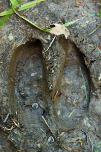Footprint of European bison, Bison bonasus, in the Tarçu Mountains, Southern Carpathians, Romania. 