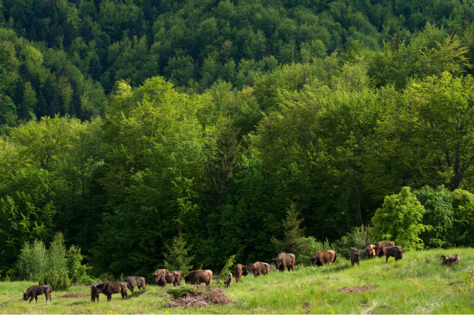 Release of European bison, Bison bonasus, in the Tarçu mountains Natura 2000 site, Southern Carpathians, Romania. Two releases were done by Rewilding Europe and WWF Romania in May 2014 and June 2015.