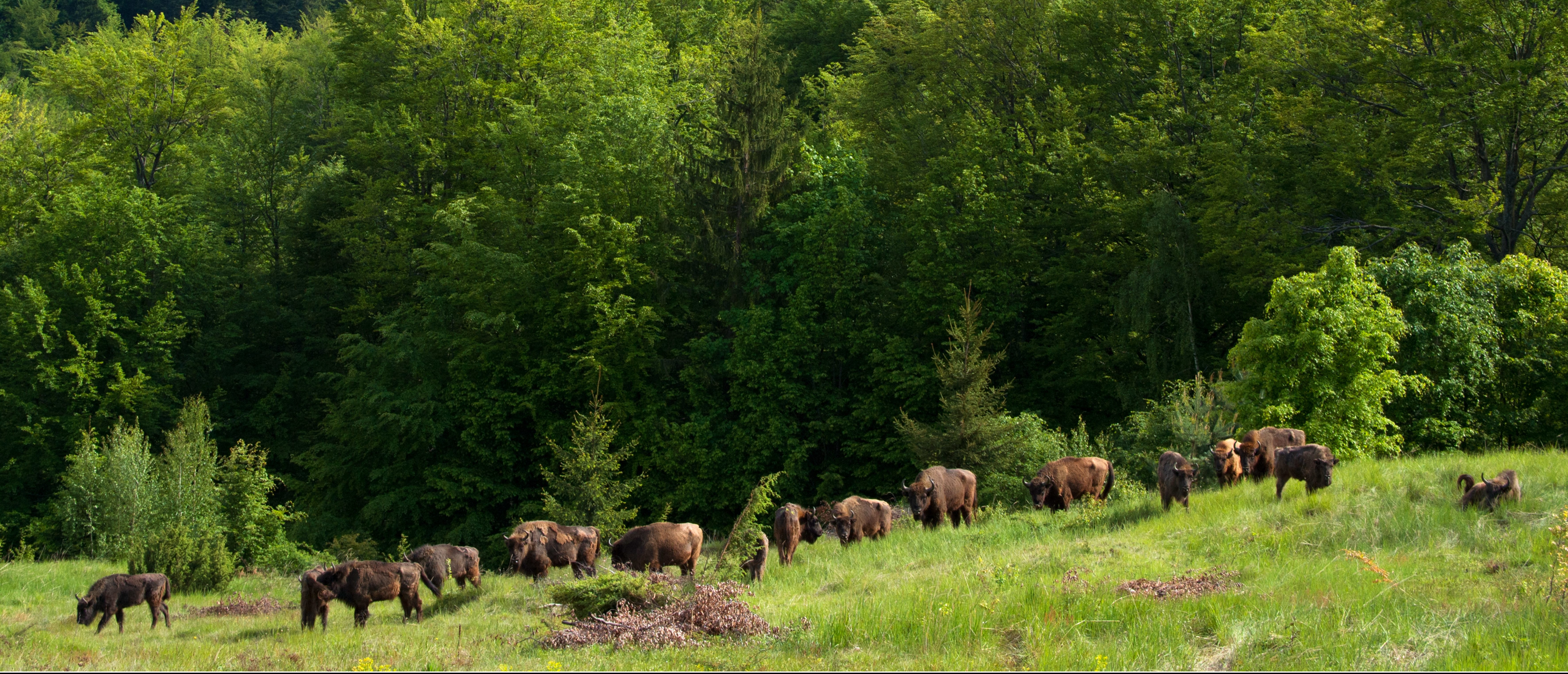 In the Southern Carpathians rewilding area in Romania, Rewilding Europe and WWF Romania are working hard to ensure the connectivity and genetic diversity of reintroduced sub-populations of European bison.
