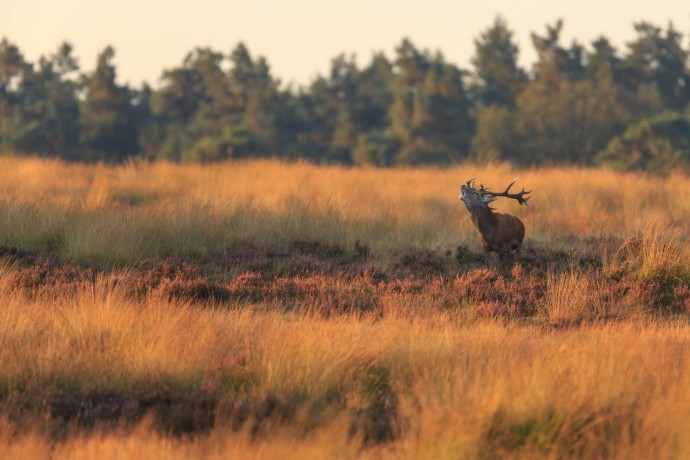 Red deer in Deelerwoud/Veluwezoom area