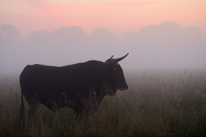 Bull of second generation crossbreeds for the Tauros breeding site in the Danube Delta rewilding area, Romania.