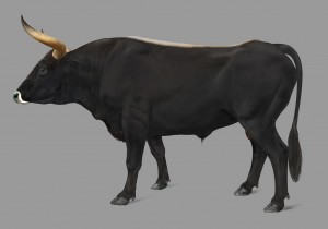 Drawing of the aurochs, ancestor of all cattle and the largest and heaviest land mammal in Europe.