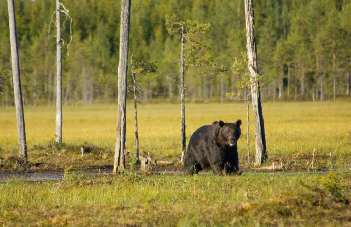Brown bear (Ursus arctos) strolling in the open landscape of the south-eastern corner of the Kainuu region, Finland.