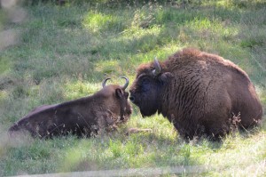 Bison bull in Wisent Welt enclosure area, Rothaargebirge, North-Rhine-Westphalia, Germany.