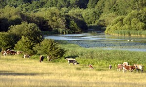 Free ranging Longhorn cattle grazing at Knepp Wildland, West-Sussex, United Kingdom.