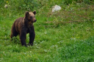 Eurasian brown bear (Ursus arctos) in Velebit, Croatia.