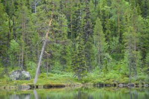Taiga boreal forest in Kvikkjokk, in the Lapland rewilding area in Sweden.