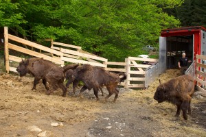 The first release of European bison in the Southern Carpathians, carried out by Rewilding Europe and WWF Romania, took place in May 2014.